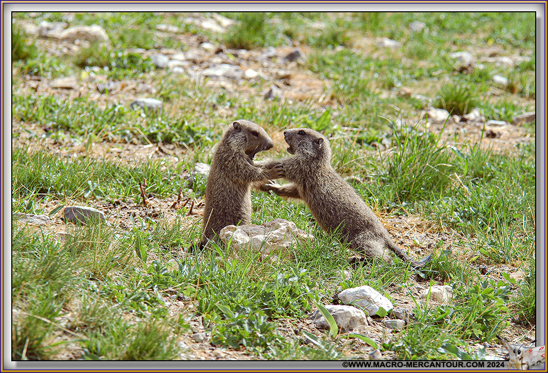 MARMOTTES